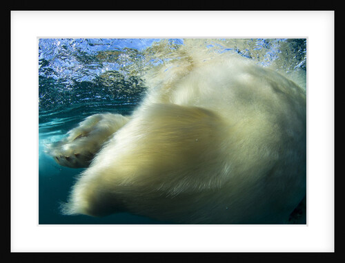 Underwater Polar Bear, Nunavut, Canada by Anonymous
