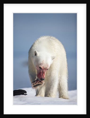 Polar Bear, Nunavut, Canada by Anonymous