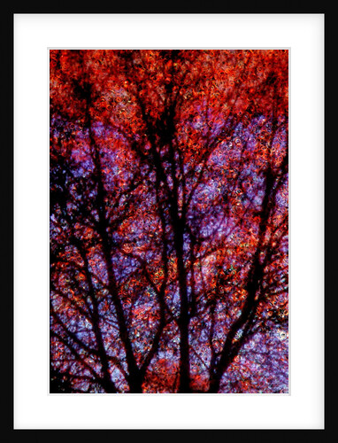 Nature by Anonymous