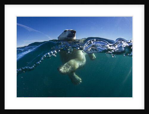 Polar Bear, Hudson Bay, Nunavut, Canada by Anonymous