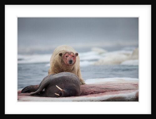 Polar Bear Feeding on Walrus, Hudson Bay, Nunavut, Canada by Anonymous