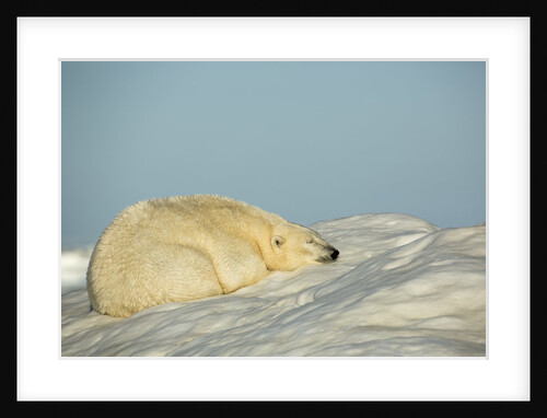 Polar Bear, Hudson Bay, Nunavut, Canada by Anonymous