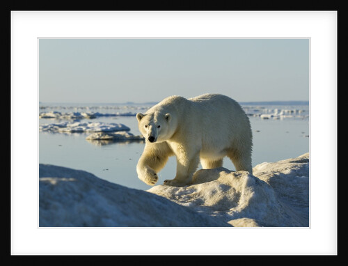 Polar Bear, Hudson Bay, Nunavut, Canada by Anonymous