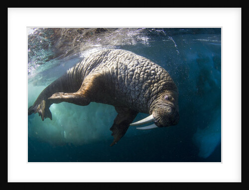Underwater View of Walrus, Hudson Bay, Nunavut, Canada by Anonymous