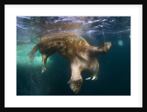 Underwater View of Walrus, Hudson Bay, Nunavut, Canada by Anonymous