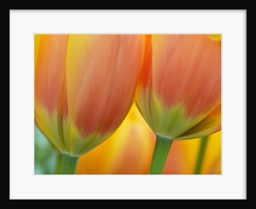 Closeup of tulip. by Anonymous