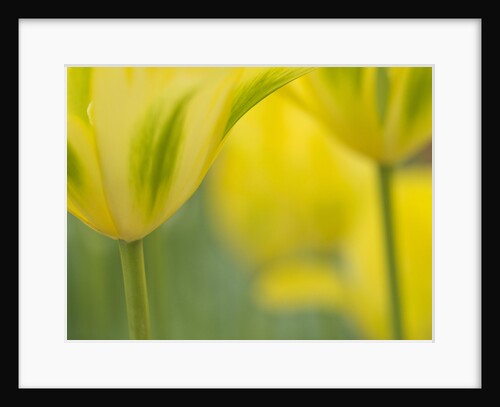 Closeup of tulip. by Anonymous