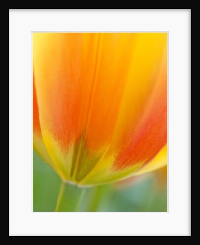 Closeup of tulip. by Anonymous