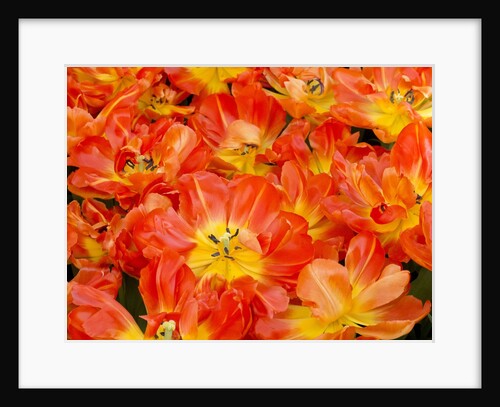Bright orange tulips with their blossoms open. by Anonymous