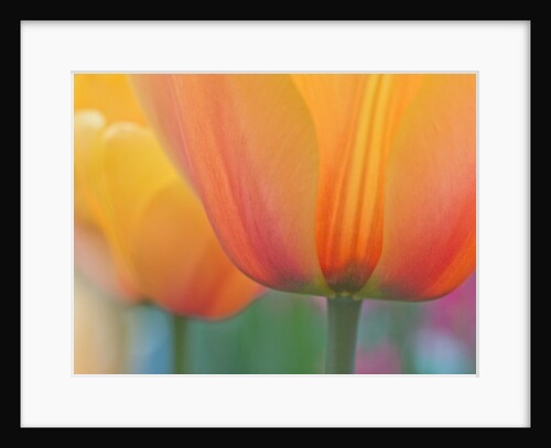 Closeup of tulip. by Anonymous