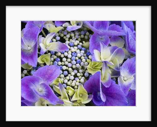 Closeup of a lacecap Hydrangea (Hydrangea macrophylla normalis). by Anonymous