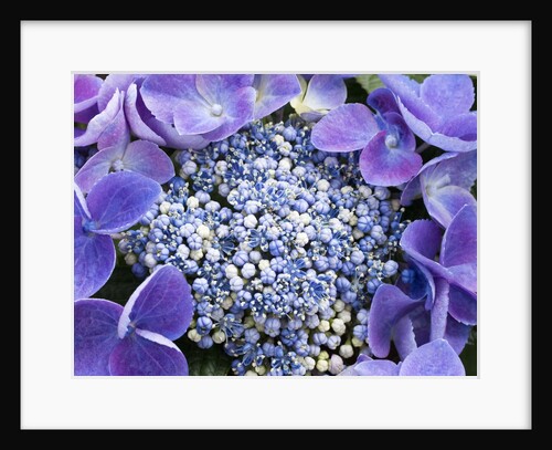 Closeup of a lacecap Hydrangea (Hydrangea macrophylla normalis). by Anonymous