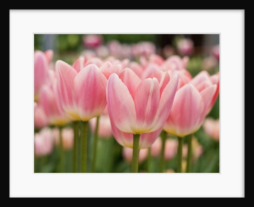 Closeup of tulips. by Anonymous