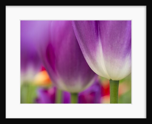 Closeup of tulips. by Anonymous