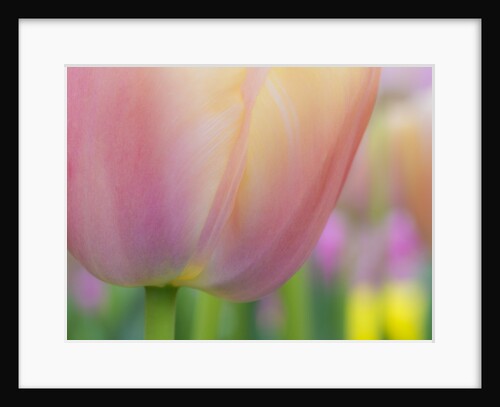 Closeup of tulip. by Anonymous