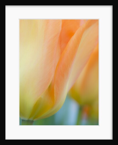 Closeup of tulip. by Anonymous
