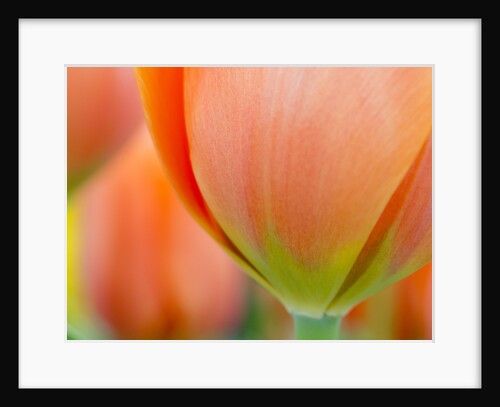 Closeup of tulip. by Anonymous