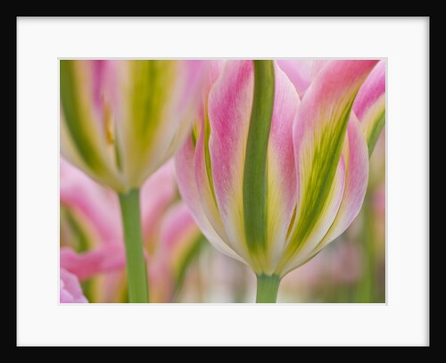 Closeup of tulipa 'Virichic'. by Anonymous