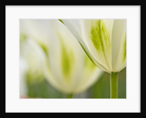 Closeup of tulips. by Anonymous
