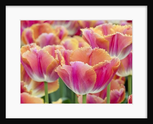 Closeup of tulipa 'Sunset Miami'. by Anonymous