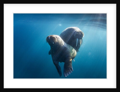 Walrus and Calf, Hudson Bay, Nunavut, Canada by Anonymous