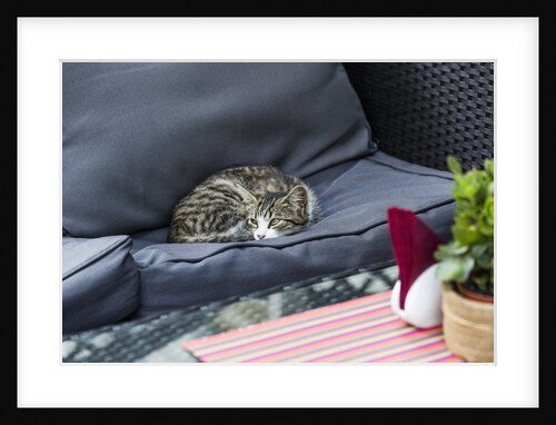 A cat on a restaurant chair by Anonymous