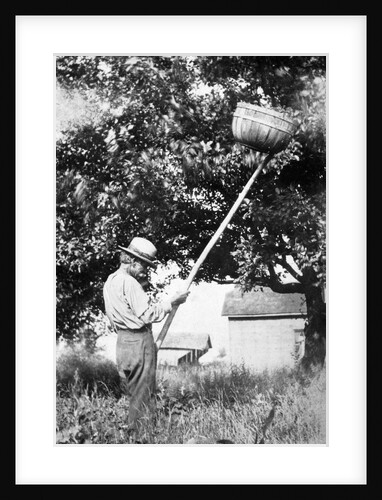 Senior man harvests apples, ca. 1926. by Anonymous