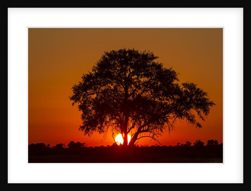 Sunset, Savuti Marsh, Chobe National Park, Botswana by Anonymous