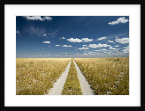 Kalahari Desert Track, Magadikgadi Pans National Park, Botswana by Anonymous