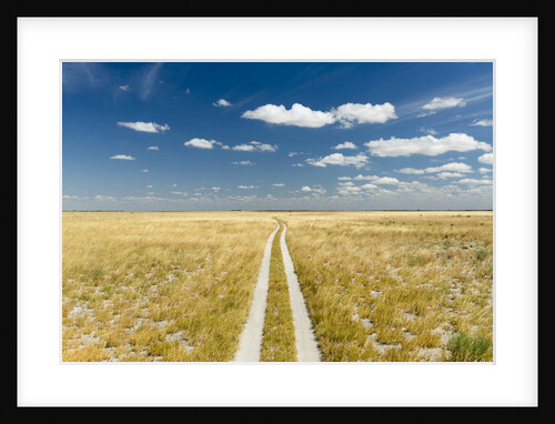 Kalahari Desert Track, Magadikgadi Pans National Park, Botswana by Anonymous