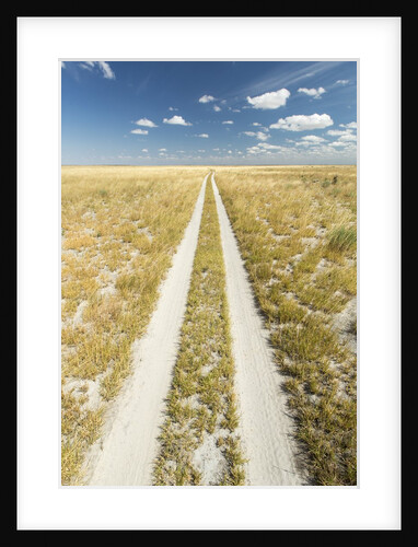 Kalahari Desert Track, Magadikgadi Pans National Park, Botswana by Anonymous