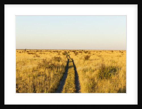 Kalahari Desert Track, Nxai Pan National Park, Botswana by Anonymous