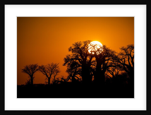 Sunrise at Baines Baobabs, Nxai Pan National Park, Botswana by Anonymous