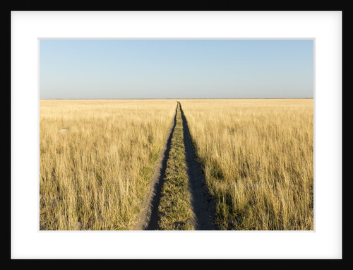 Tracks in Grass, Nxai Pan National Park, Botswana by Anonymous