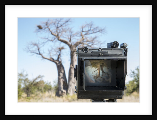 Baobab tree viewed through Speed Graphic, Nxai Pan National Park, Botswana by Anonymous