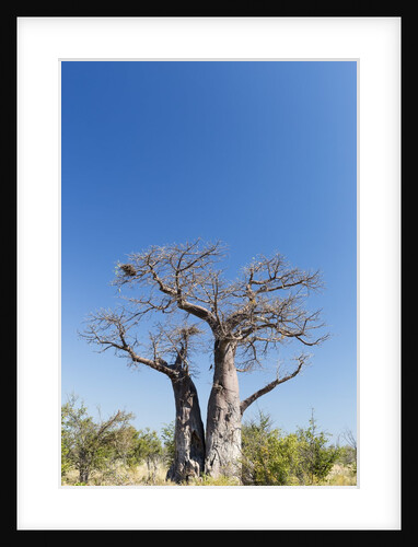 Baobab Tree, Nxai Pan National Park, Botswana by Anonymous