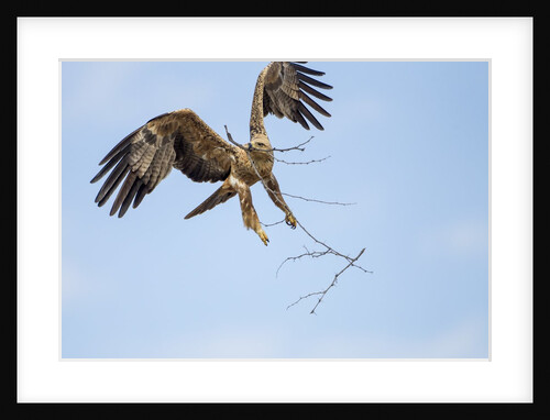 Tawny Eagle, Chobe National Park, Botswana by Anonymous