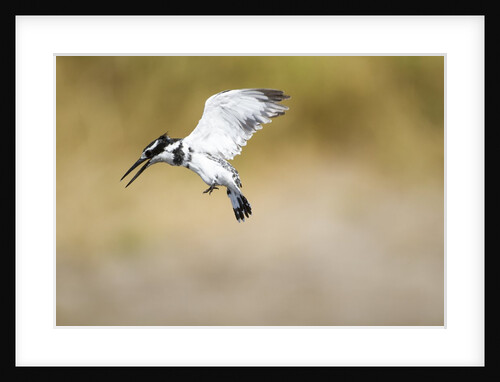 Pied Kingfisher, Chobe National Park, Botswana by Anonymous