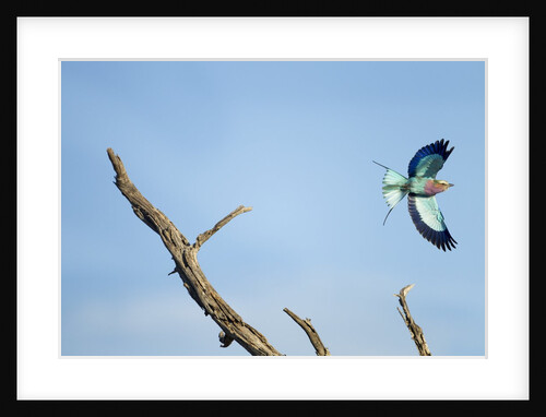 Lilac-Breasted Roller, Makgadikgadi Pans National Park, Botswana by Anonymous