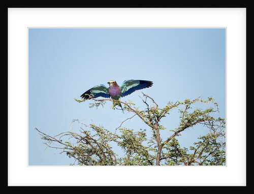 Lilac-Breasted Roller, Makgadikgadi Pans National Park, Botswana by Anonymous