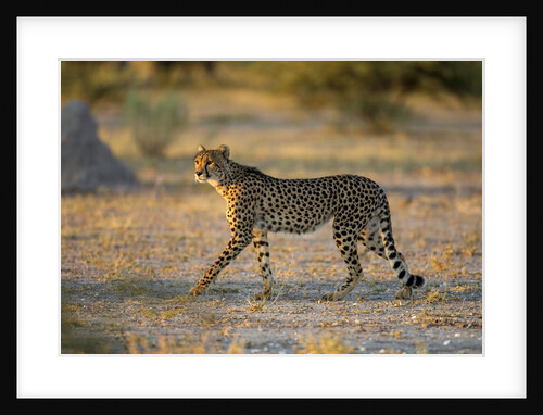 Cheetah at Dawn, Nxai Pan National Park, Botswana by Anonymous