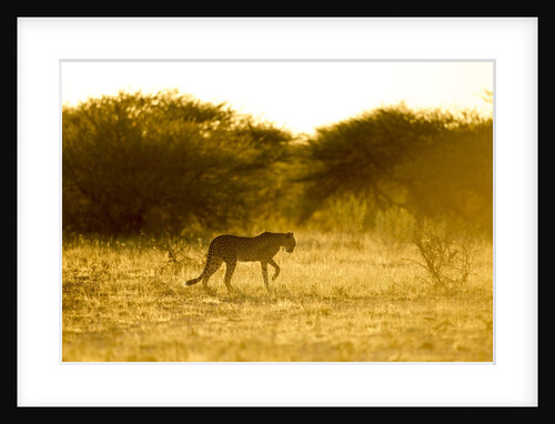Cheetah at Dawn, Nxai Pan National Park, Botswana by Anonymous