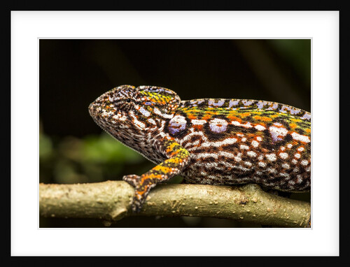 Chameleon, Andasibe-Mantadia National Park, Madagascar by Anonymous