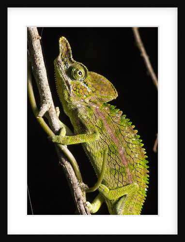 Chameleon, Kirindy Forest Reserve, Madagascar by Anonymous