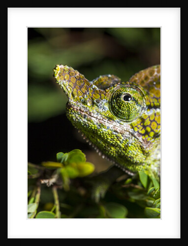 Chameleon, Kirindy Forest Reserve, Madagascar by Anonymous
