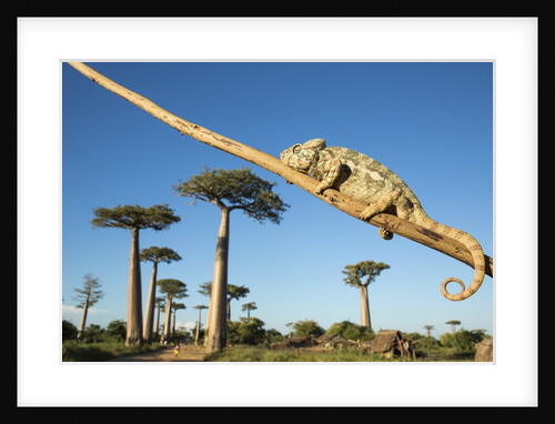 Chameleon, Avenue of Baobabs, Madagascar by Anonymous