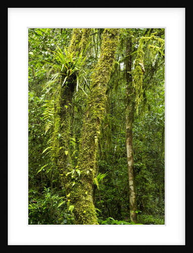 Rainforest, Ranomafana National Park, Madagascar by Anonymous
