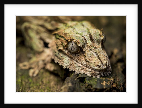 Leaf-tailed Gecko, Madagascar by Anonymous