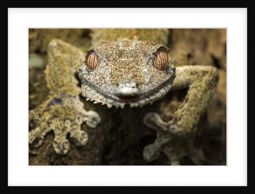 Leaf Gecko, Madagascar by Anonymous