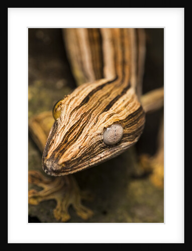 Leaf-tailed Gecko, Madagascar by Anonymous